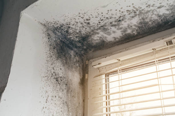 Affordable Mold Removal solutions in Montgomeryville, PA